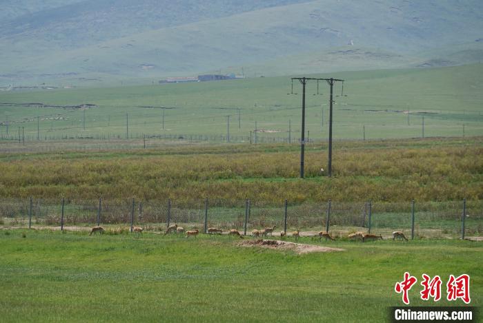 圖為成群普氏原羚在草場上愜意覓食，悠閑自在?！●R銘言 攝