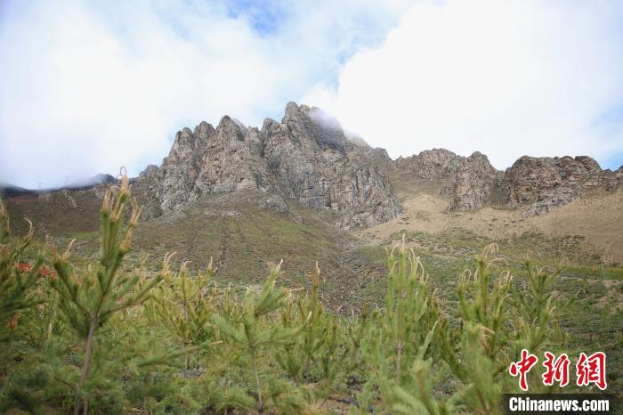 圖為拉薩南北山綠化工程拉薩曲水縣才納村5號片區(qū)?！∝暣_ 攝