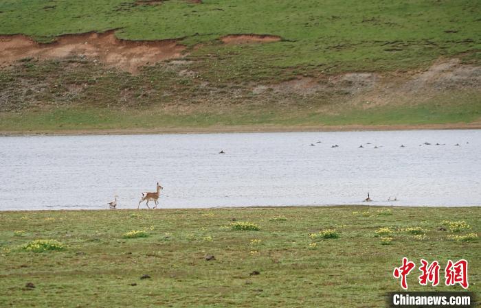 圖為藏原羚在扎陵湖岸畔悠閑漫步?！●R銘言 攝
