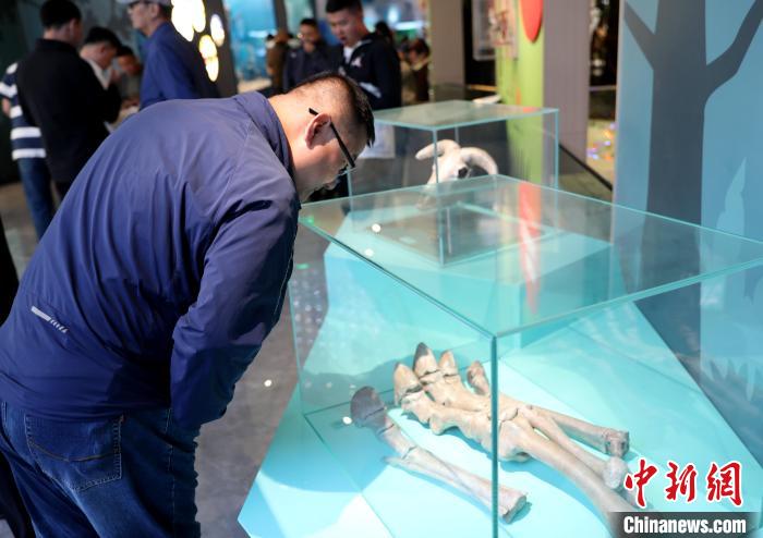 圖為臺商在祁連山國家公園生態(tài)科普館內觀看標本?！⊙Φ?攝