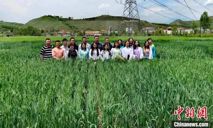 青海：“青燕2號”燕麥、“環(huán)湖”老芒麥等通過國家級審定