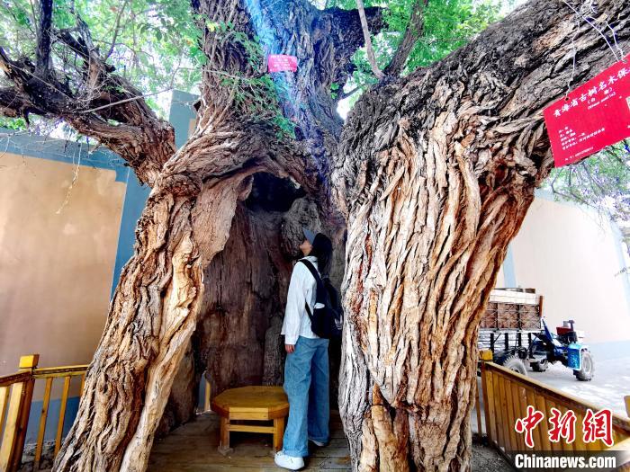 青海海東市阿河灘地質(zhì)文化村：古樹新枝、丹山碧水