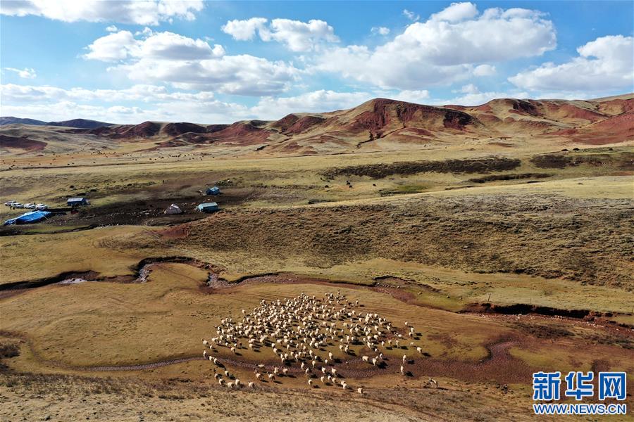 (決戰(zhàn)決勝脫貧攻堅(jiān)·圖文互動(dòng))(3)“阿旺綿羊”成就大產(chǎn)業(yè)——西藏貢覺縣做大做強(qiáng)扶貧產(chǎn)業(yè)見聞