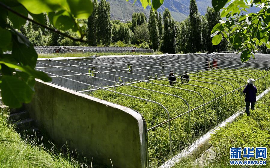 (走向我們的小康生活)(1)西藏朗縣:發(fā)展辣椒產(chǎn)業(yè) 助力脫貧攻堅