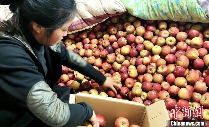 圖為通麥村村民巴桑拉姆精心挑選蘋果進(jìn)行裝箱。　貢桑拉姆 攝