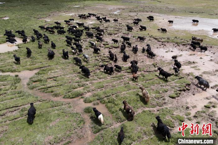 近年來(lái)，那曲市班戈縣推行村級(jí)牧業(yè)經(jīng)濟(jì)合作社，牧民們將牛羊及草場(chǎng)作為股份加入合作社，部分牧民開(kāi)始從事旅游服務(wù)、服裝加工及運(yùn)輸?shù)刃袠I(yè)，收入逐年提高。圖為8月3日，班戈縣的牦牛群在一片草原濕地中覓食(資料圖)。　江飛波 攝
