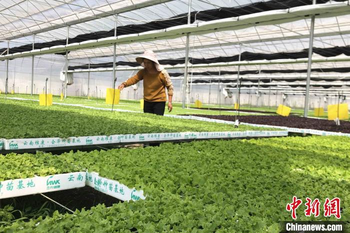 圖為會澤現(xiàn)代化農(nóng)業(yè)產(chǎn)業(yè)扶貧基地內(nèi)，貧困戶成為了產(chǎn)業(yè)工人?！】姵?攝