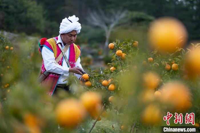 1月29日，京都村村民在柑橘園中采摘柑橘。<a target='_blank' ><p  align=