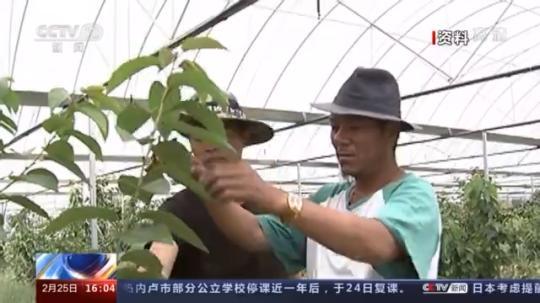 種蘑菇、養(yǎng)駱駝...。。特色產(chǎn)業(yè)助力鄉(xiāng)村振興走新路