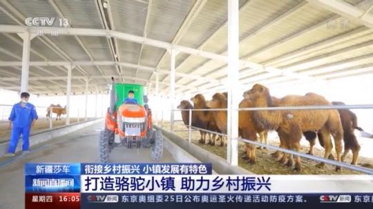 種蘑菇、養(yǎng)駱駝...。。特色產(chǎn)業(yè)助力鄉(xiāng)村振興走新路