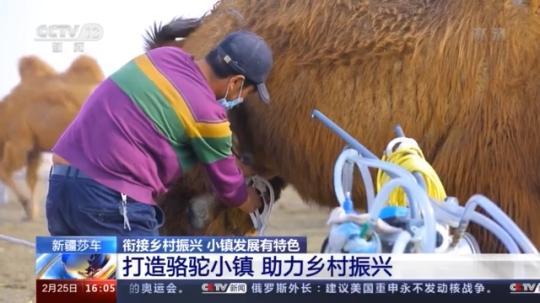 種蘑菇、養(yǎng)駱駝...。。特色產(chǎn)業(yè)助力鄉(xiāng)村振興走新路