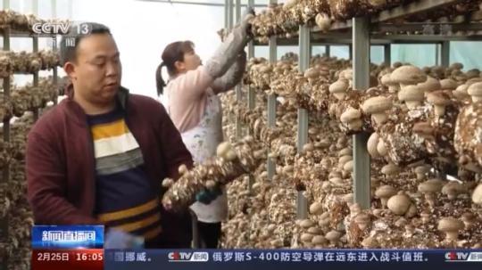 種蘑菇、養(yǎng)駱駝...。。特色產(chǎn)業(yè)助力鄉(xiāng)村振興走新路