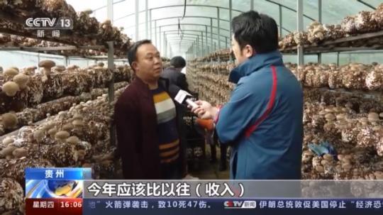 種蘑菇、養(yǎng)駱駝...。。特色產(chǎn)業(yè)助力鄉(xiāng)村振興走新路