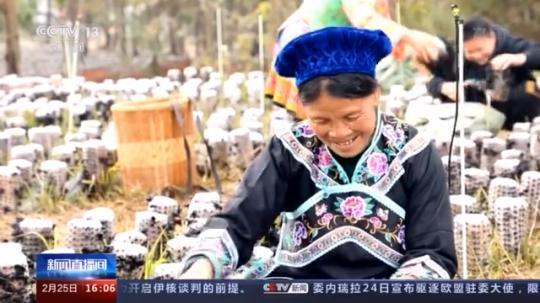 種蘑菇、養(yǎng)駱駝...。。特色產(chǎn)業(yè)助力鄉(xiāng)村振興走新路