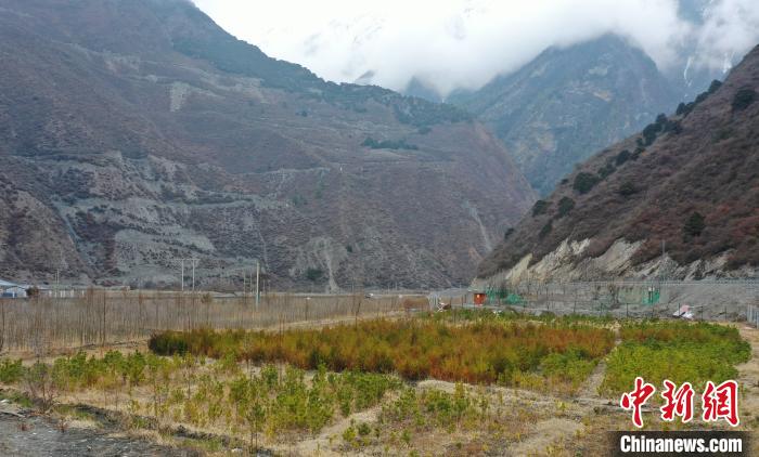 【幸?；ㄩ_新邊疆】山南隆子縣藏族小伙的“綠色夢想”