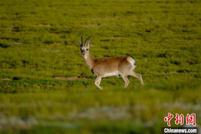 圖為西藏納木錯湖邊的藏原羚休閑覓食?！〗w波 攝