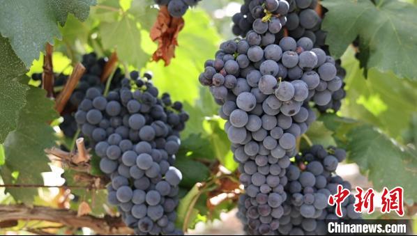 圖為桑日縣種植的葡萄?！∩侥仙Ｈ湛h委宣傳部提供