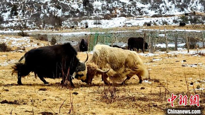 圖為角木那村生態(tài)散養(yǎng)的牦牛正在嬉戲?！“蜕Ｇ?　攝