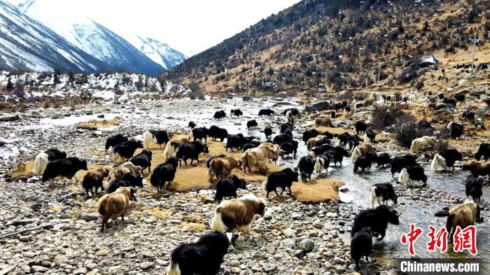 圖為角木那村生態(tài)散養(yǎng)的牦牛正在覓食?！『槿艉?攝