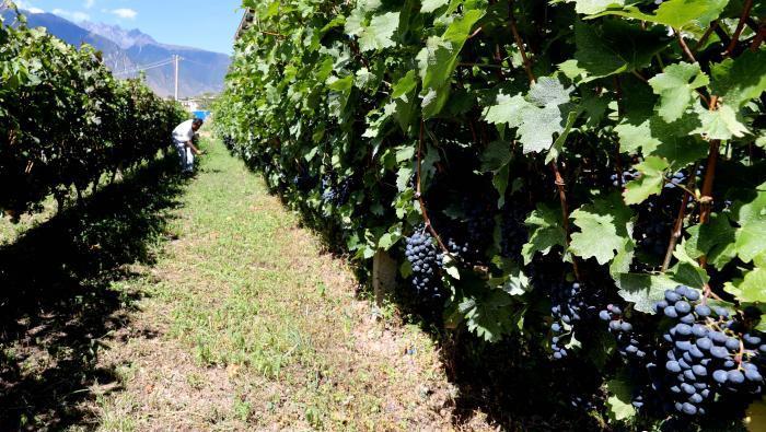 昌都芒康縣依托“兩江流域”干熱河谷地帶地理優(yōu)勢(shì)將康巴蜜橘、蘋果、甜石榴、葡萄、蜜桃等經(jīng)濟(jì)林木種植?！〔际忻⒖悼h委宣傳部供圖