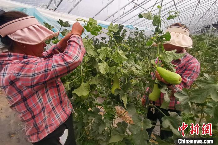 工作人員打理高原溫室大棚?！⒔ㄜ?攝