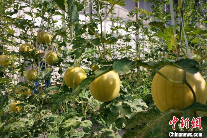 圖為康馬縣大棚內(nèi)的金太陽西瓜?！⒔ㄜ?攝