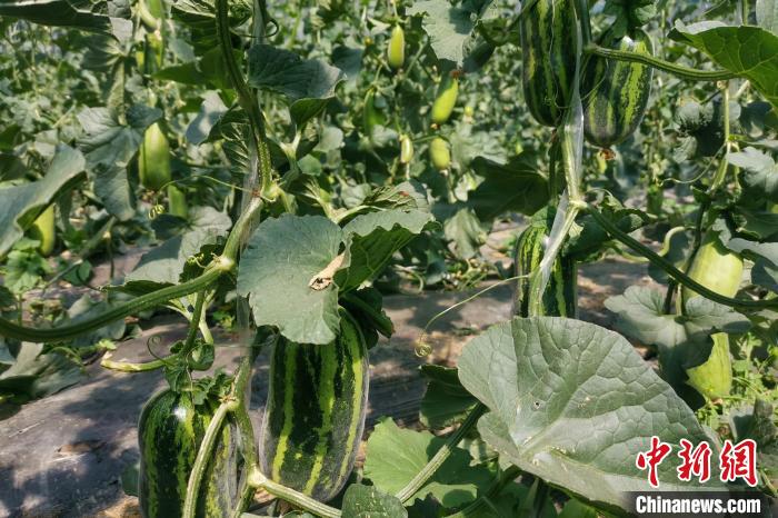 圖為西藏康馬縣大棚內(nèi)的博洋九號甜瓜。　劉建軍 攝