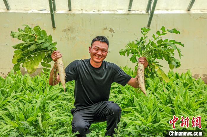 西藏阿里門士邊境派出所民警兼職大棚種植、豐富牧民餐桌