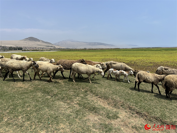 當(dāng)?shù)貢r間11月15日，羊群在錢凱港附近的圣羅莎濕地棲息。人民網(wǎng)記者 周雨攝