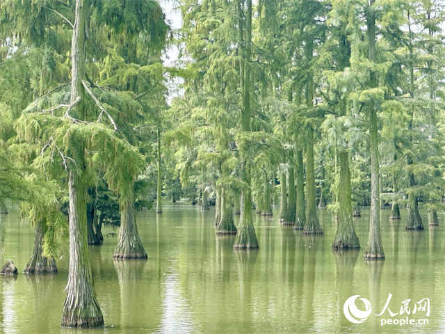 湖北省武漢漲渡湖濕地，池杉“破水而出”。人民網(wǎng)記者 張沛攝