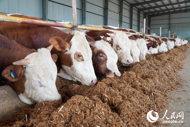 在思博農(nóng)業(yè)科技有限公司內(nèi)，肉牛正在吃秸稈轉(zhuǎn)化的飼料。人民網(wǎng)記者 陳若天攝