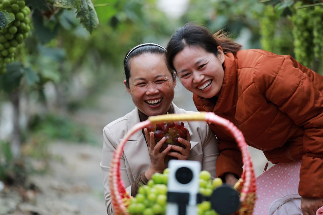 2024年10月6日，果農(nóng)在貴州省黔西市金碧鎮(zhèn)新蘭村葡萄園里進(jìn)行直播銷售。來(lái)源：人民圖片
