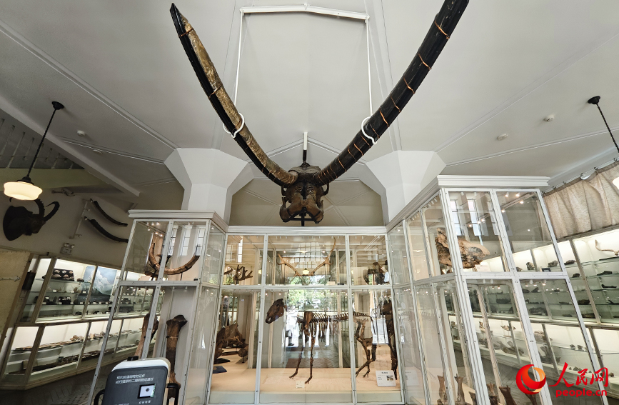 北疆博物院古生物陳列室內(nèi)的化石標(biāo)本。人民網(wǎng)記者 孫一凡攝