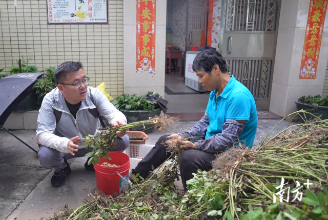 土地組成員張國強(qiáng)一邊幫村民做農(nóng)活一邊聊天。