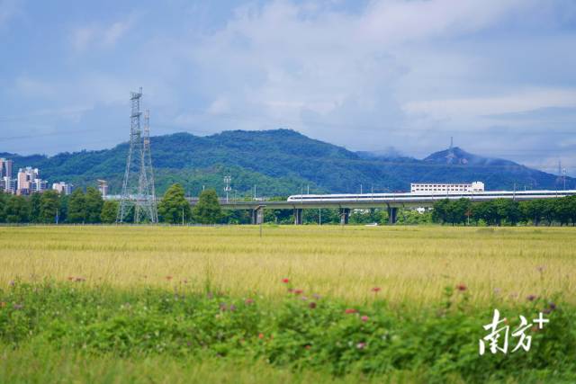 高鐵掠過崖口村稻田。