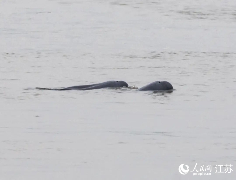 在南京長江新濟洲國家濕地公園拍到的江豚。人民網(wǎng)記者 王丹丹攝