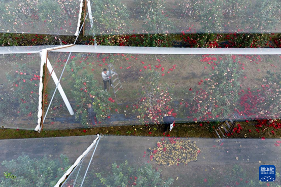 【高質(zhì)量發(fā)展看陜西】“上天”的延安蘋果，蘊(yùn)藏哪些新質(zhì)生產(chǎn)力