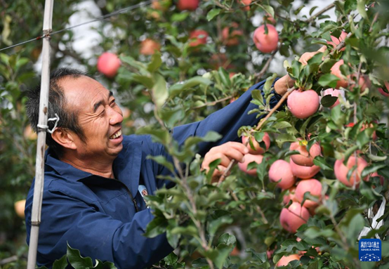 【高質(zhì)量發(fā)展看陜西】“上天”的延安蘋果，蘊(yùn)藏哪些新質(zhì)生產(chǎn)力