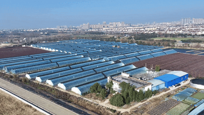 洋縣東聯(lián)村藍(lán)莓基地航拍。洋縣融媒體供圖