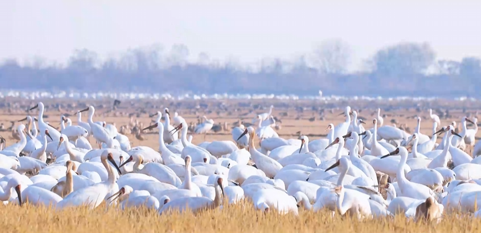 “兩山”理念與美麗中國(guó)丨濕地與候鳥(niǎo)，一場(chǎng)歲歲年年的相守