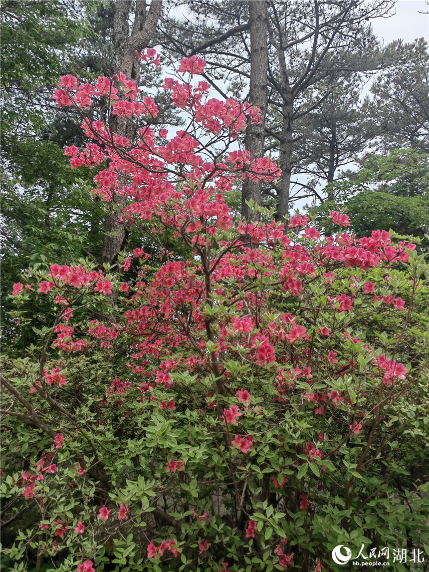 龜峰山頂?shù)亩霹N花還在開(kāi)放。人民網(wǎng)記者 郭婷婷攝