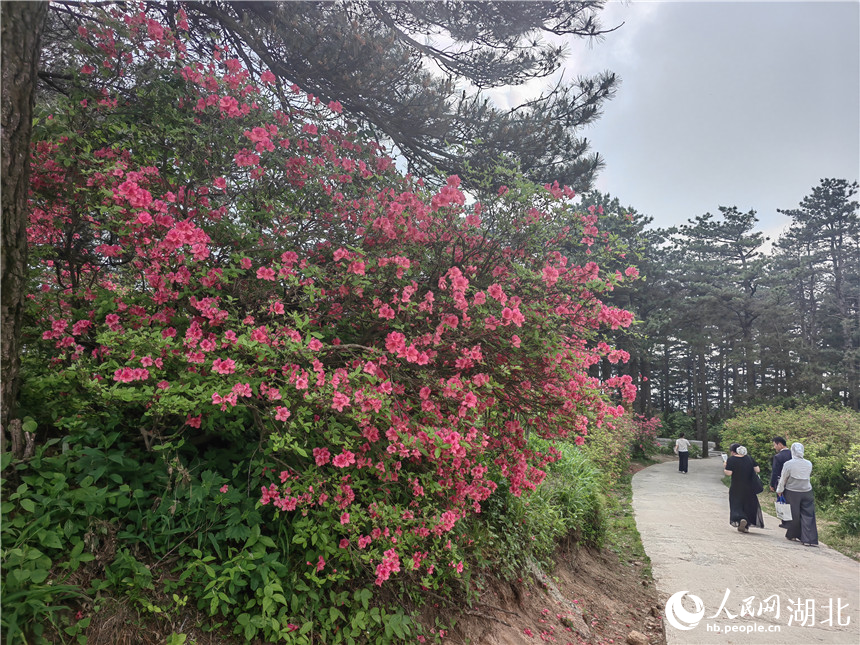 龜峰山頂目前還有部分杜鵑在開(kāi)放，像站好春天“最后一班崗”。人民網(wǎng)記者 郭婷婷攝