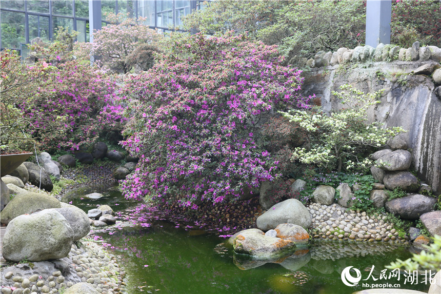 龜峰山杜鵑博覽園里，來(lái)自世界各地的稀有杜鵑品種還在盛開(kāi)。人民網(wǎng)記者 王郭驥攝
