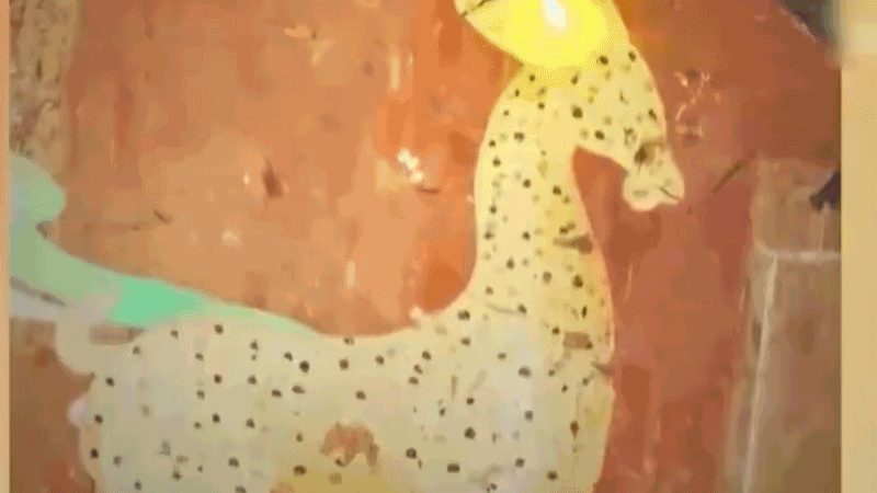 在全新技術(shù)支持下，敦煌莫高窟實現(xiàn)了窟內(nèi)文物窟外看的新體驗。