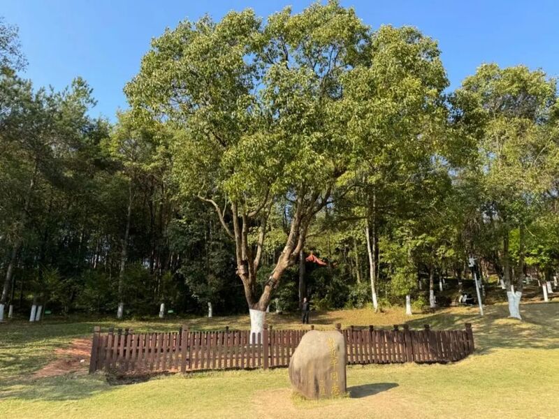 習近平同志為福建省長汀縣水土保持科教園捐種的香樟樹。圖源：學習時報