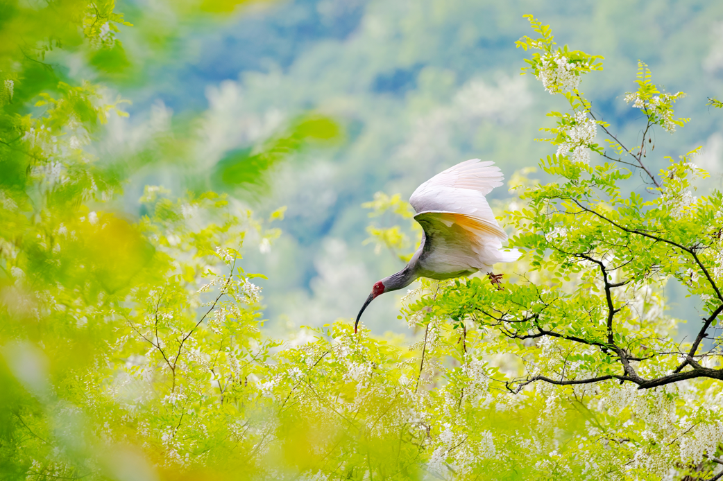 2024年5月2日，一只秦嶺以北野放朱鹮在陜西省銅川市耀州區(qū)沮河上游洋槐林中飛翔。