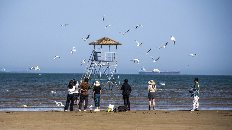2024年5月12日，河北秦皇島，北戴河鴿子窩公園成群海鷗在天空中自由翱翔，與大海、藍(lán)天構(gòu)成了一幅美麗的畫卷。