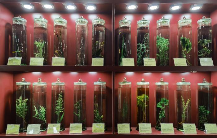 圖為藏藥藥材標(biāo)本。???張海?? ??.jpg