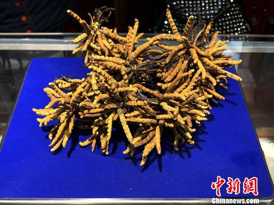 圖為冬蟲夏草?！O睿 攝