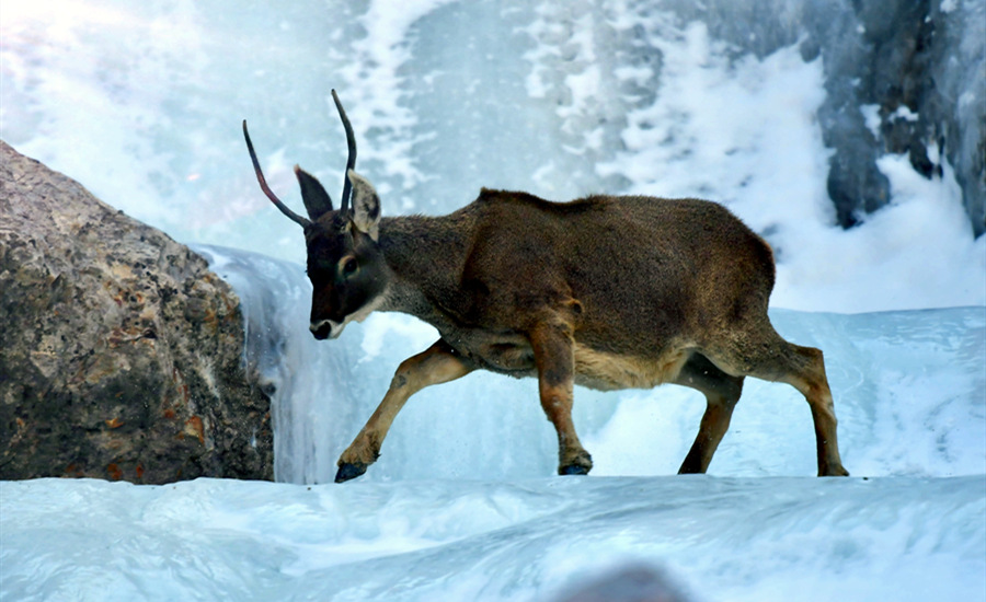 活躍在青海省海西州柏樹山的白唇鹿。巴圖那生攝